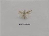 藏品(白麗刺蛾)的圖片